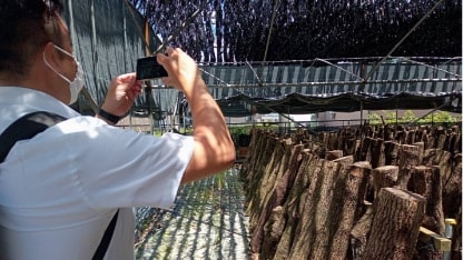 原木しいたけの圃場視察